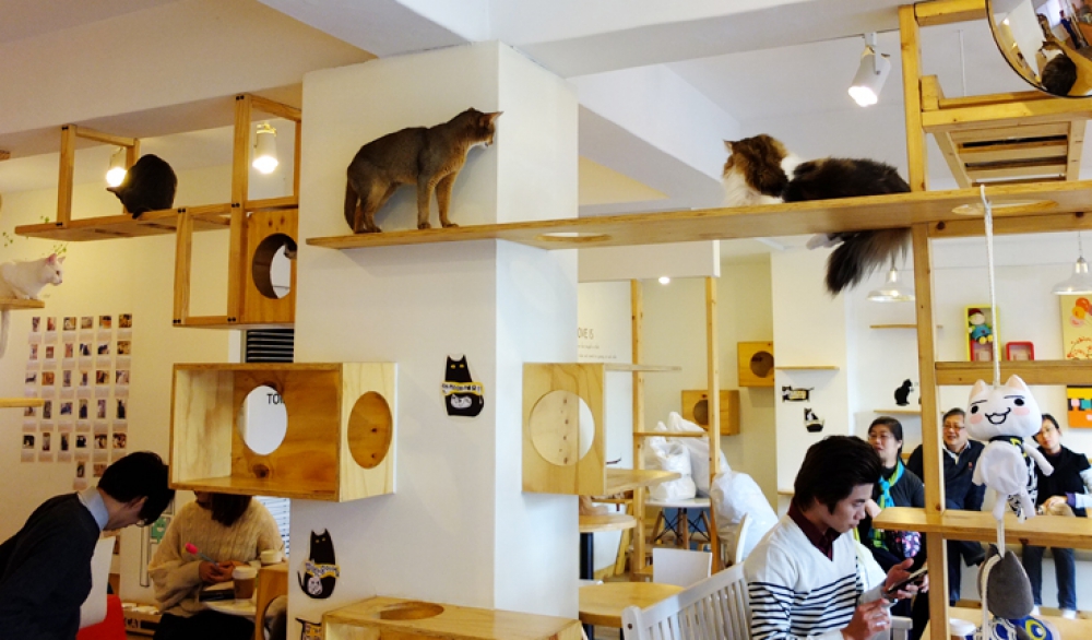 Kafe Kucing